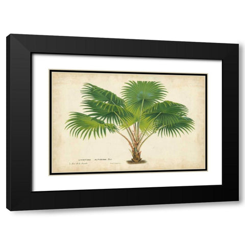 Palm of the Tropics V Black Modern Wood Framed Art Print with Double Matting by Van Houtteano, Horto