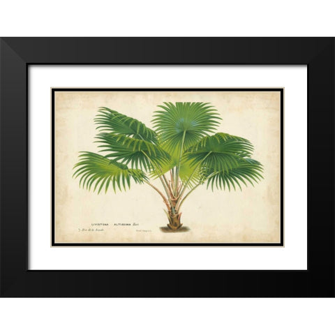 Palm of the Tropics V Black Modern Wood Framed Art Print with Double Matting by Van Houtteano, Horto