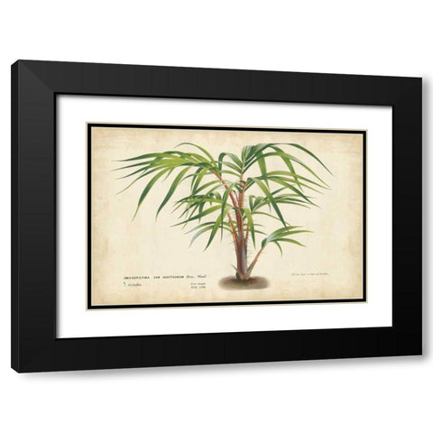 Palm of the Tropics VI Black Modern Wood Framed Art Print with Double Matting by Van Houtteano, Horto