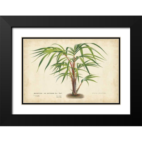 Palm of the Tropics VI Black Modern Wood Framed Art Print with Double Matting by Van Houtteano, Horto