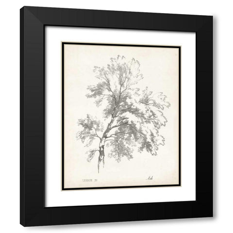 Ash Tree Study Black Modern Wood Framed Art Print with Double Matting by Unknown