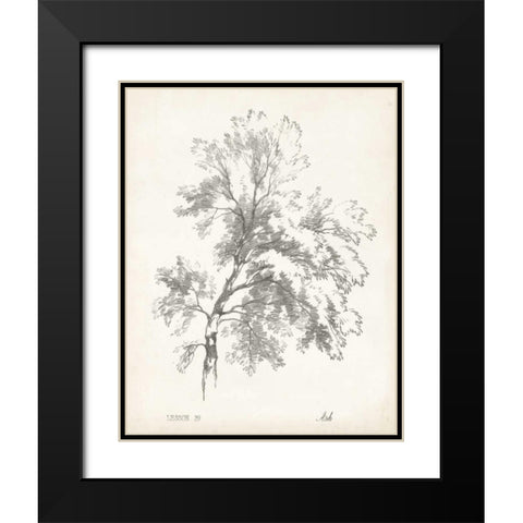 Ash Tree Study Black Modern Wood Framed Art Print with Double Matting by Unknown