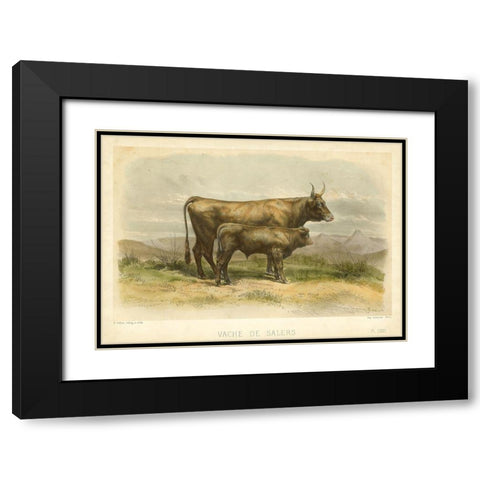 Vache De Salers Black Modern Wood Framed Art Print with Double Matting by Bonheur, I.