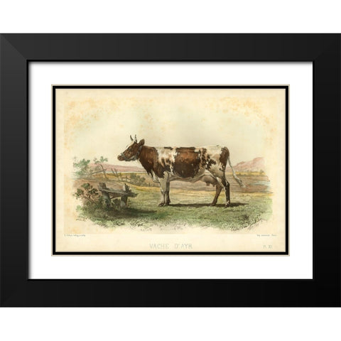 Vache D Ayr Black Modern Wood Framed Art Print with Double Matting by Bonheur, I.