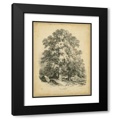 The Sycamore Black Modern Wood Framed Art Print with Double Matting by Barnard, George