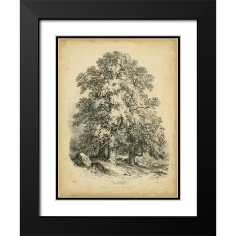 The Sycamore Black Modern Wood Framed Art Print with Double Matting by Barnard, George