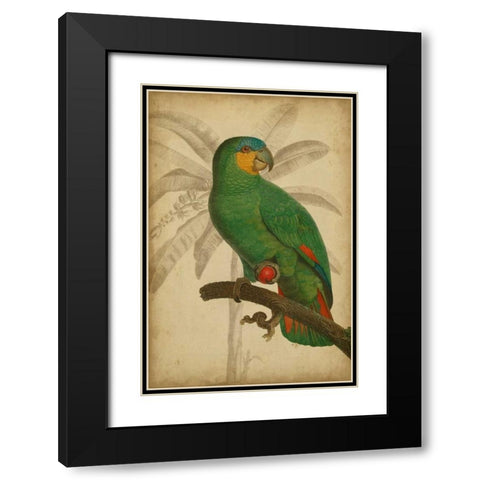 Parrot and Palm I Black Modern Wood Framed Art Print with Double Matting by Vision Studio