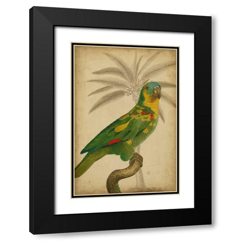 Parrot and Palm II Black Modern Wood Framed Art Print with Double Matting by Vision Studio
