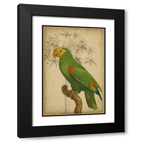 Parrot and Palm III Black Modern Wood Framed Art Print with Double Matting by Vision Studio