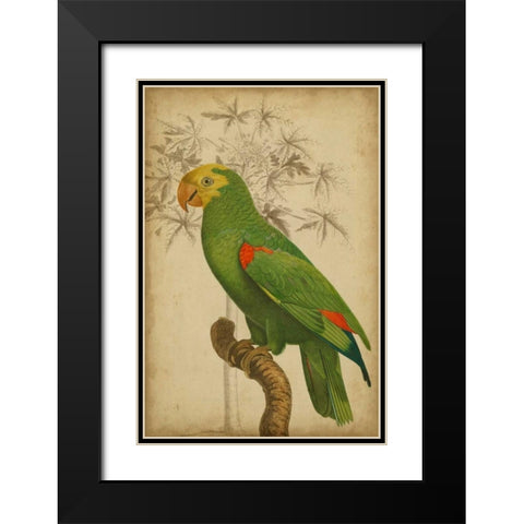 Parrot and Palm III Black Modern Wood Framed Art Print with Double Matting by Vision Studio