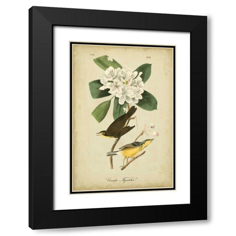 Audubon Canada Flycatcher Black Modern Wood Framed Art Print with Double Matting by Audubon, John James