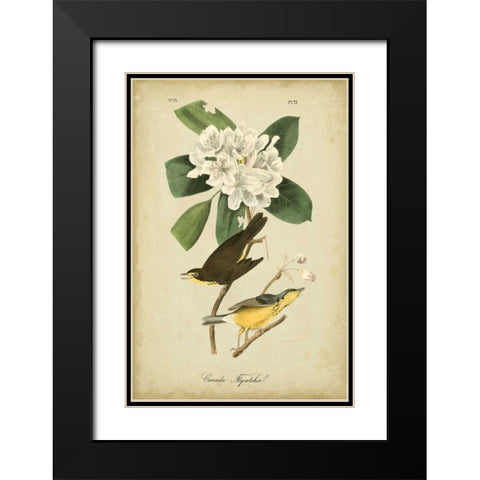 Audubon Canada Flycatcher Black Modern Wood Framed Art Print with Double Matting by Audubon, John James