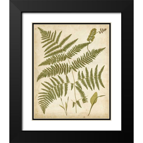 Fern Portfolio IV Black Modern Wood Framed Art Print with Double Matting by Heath, Francis G.