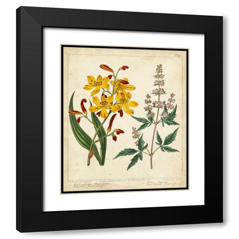 Garden Display I Black Modern Wood Framed Art Print with Double Matting by Edwards, Sydenham