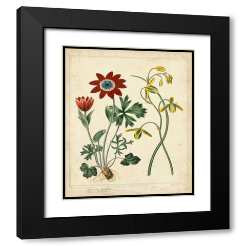 Garden Display II Black Modern Wood Framed Art Print with Double Matting by Edwards, Sydenham