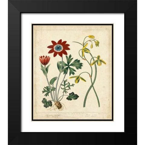 Garden Display II Black Modern Wood Framed Art Print with Double Matting by Edwards, Sydenham