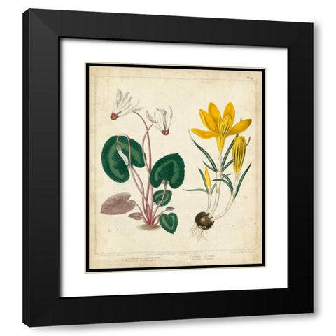 Garden Display IV Black Modern Wood Framed Art Print with Double Matting by Edwards, Sydenham