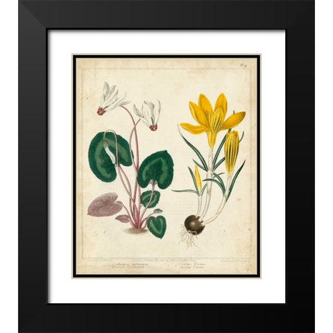 Garden Display IV Black Modern Wood Framed Art Print with Double Matting by Edwards, Sydenham