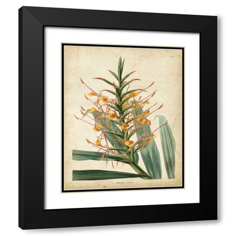 Tropical Delight I Black Modern Wood Framed Art Print with Double Matting by Edmonston-Douglas