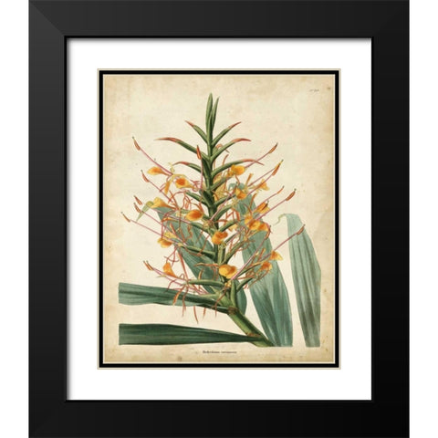 Tropical Delight I Black Modern Wood Framed Art Print with Double Matting by Edmonston-Douglas