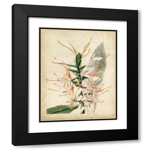 Tropical Delight II Black Modern Wood Framed Art Print with Double Matting by Edmonston-Douglas