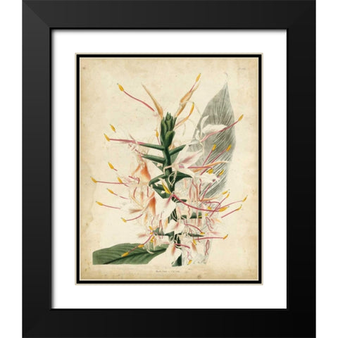 Tropical Delight II Black Modern Wood Framed Art Print with Double Matting by Edmonston-Douglas