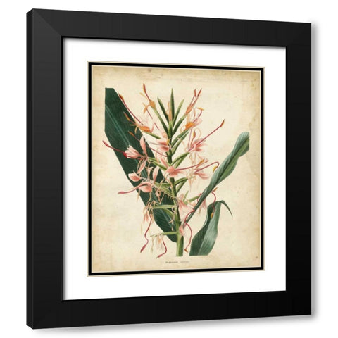 Tropical Delight III Black Modern Wood Framed Art Print with Double Matting by Edmonston-Douglas