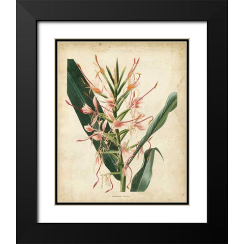 Tropical Delight III Black Modern Wood Framed Art Print with Double Matting by Edmonston-Douglas