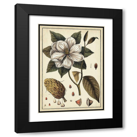 Ivory Botanical Study I Black Modern Wood Framed Art Print with Double Matting by Vision Studio