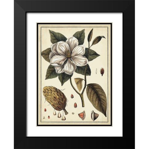 Ivory Botanical Study I Black Modern Wood Framed Art Print with Double Matting by Vision Studio