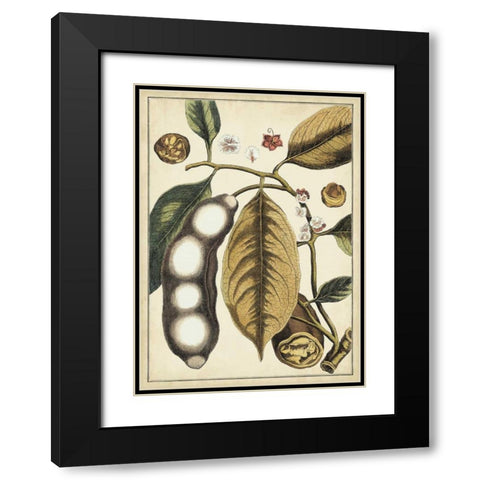 Ivory Botanical Study V Black Modern Wood Framed Art Print with Double Matting by Vision Studio