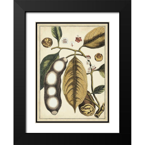 Ivory Botanical Study V Black Modern Wood Framed Art Print with Double Matting by Vision Studio