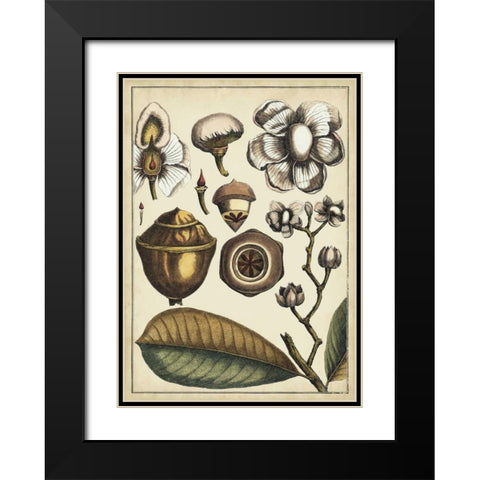 Ivory Botanical Study VI Black Modern Wood Framed Art Print with Double Matting by Vision Studio