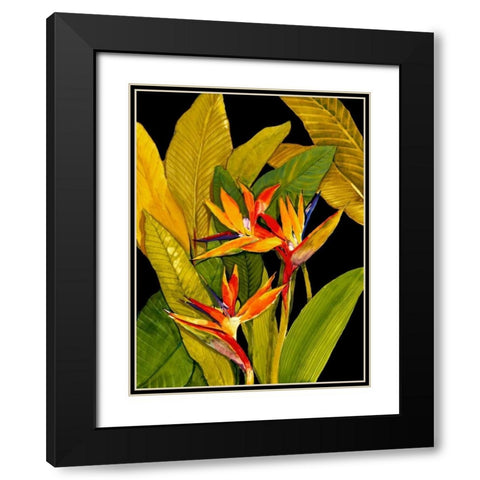 Dramatic Bird of Paradise Black Modern Wood Framed Art Print with Double Matting by OToole, Tim