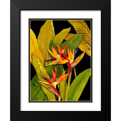 Dramatic Bird of Paradise Black Modern Wood Framed Art Print with Double Matting by OToole, Tim