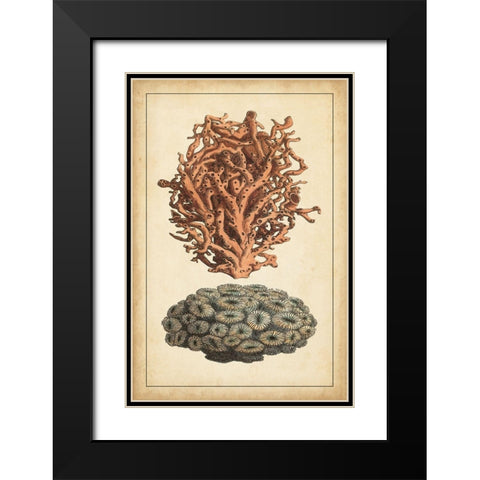 Coral Companion III Black Modern Wood Framed Art Print with Double Matting by Vision Studio