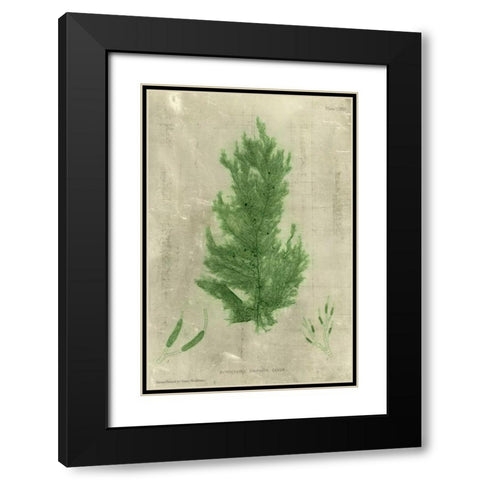 Emerald Seaweed I Black Modern Wood Framed Art Print with Double Matting by Unknown