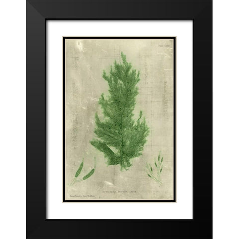 Emerald Seaweed I Black Modern Wood Framed Art Print with Double Matting by Unknown