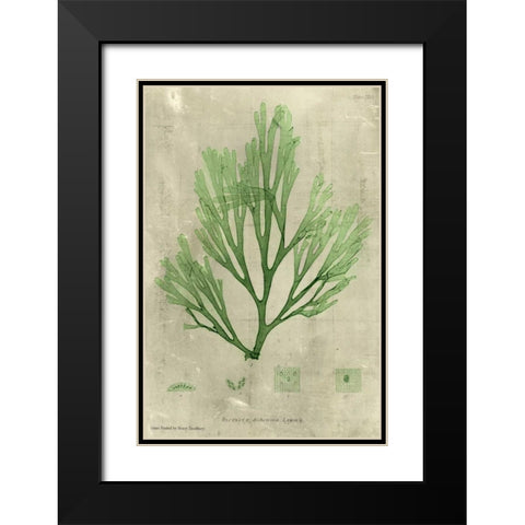Emerald Seaweed II Black Modern Wood Framed Art Print with Double Matting by Unknown