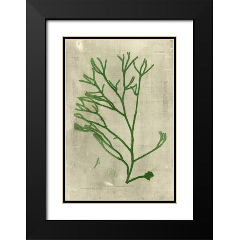 Emerald Seaweed III Black Modern Wood Framed Art Print with Double Matting by Unknown