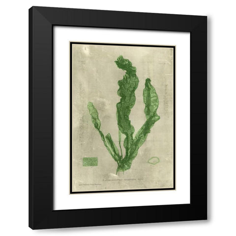 Emerald Seaweed IV Black Modern Wood Framed Art Print with Double Matting by Unknown