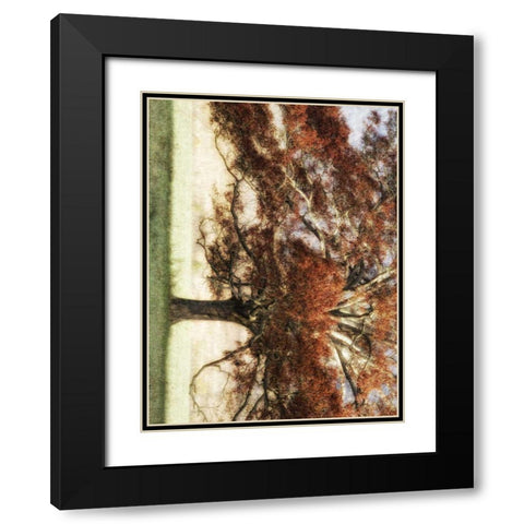 Sunbathed Oak I Black Modern Wood Framed Art Print with Double Matting by Head, Danny