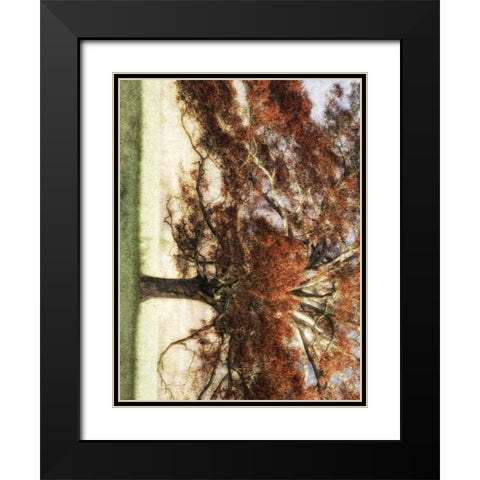 Sunbathed Oak I Black Modern Wood Framed Art Print with Double Matting by Head, Danny