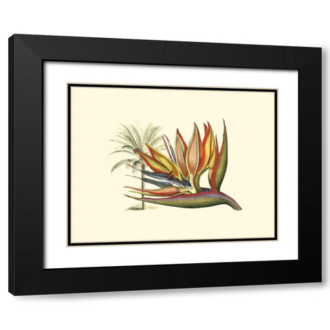 Bird of Paradise I Black Modern Wood Framed Art Print with Double Matting by Edwards, Sydenham