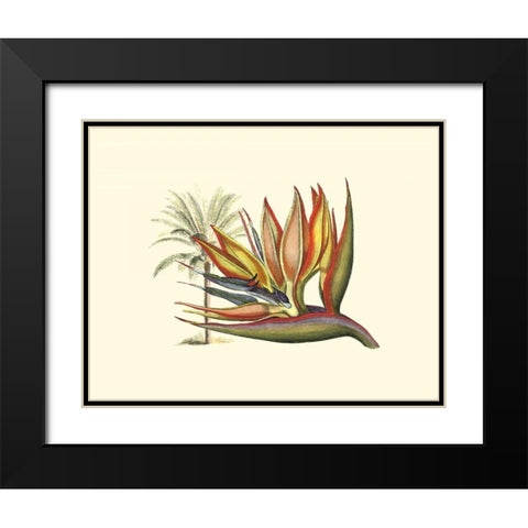 Bird of Paradise I Black Modern Wood Framed Art Print with Double Matting by Edwards, Sydenham