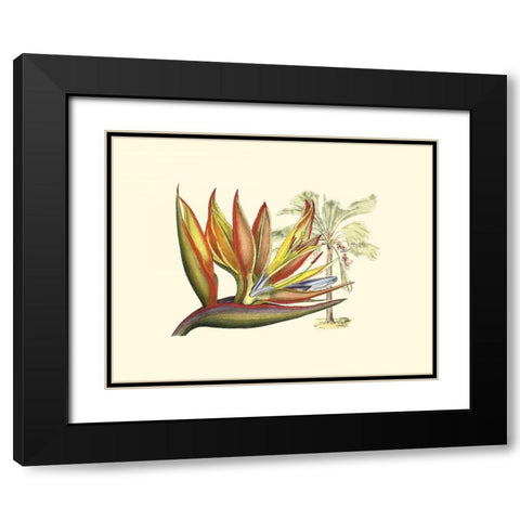 Bird of Paradise II Black Modern Wood Framed Art Print with Double Matting by Edwards, Sydenham
