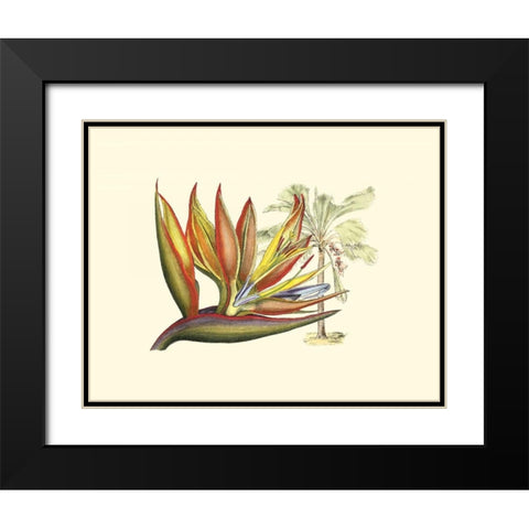 Bird of Paradise II Black Modern Wood Framed Art Print with Double Matting by Edwards, Sydenham