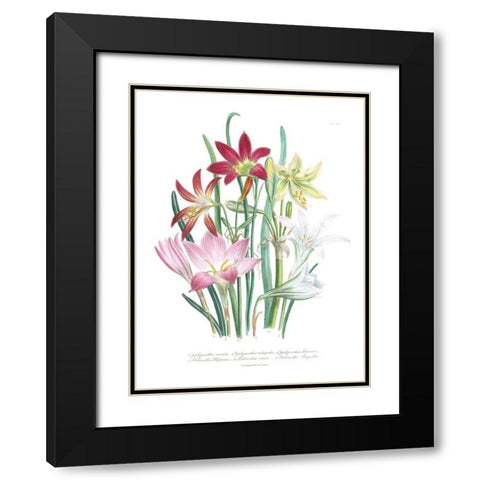 Lily Garden I Black Modern Wood Framed Art Print with Double Matting by Loudon, Jane
