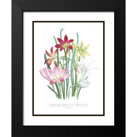 Lily Garden I Black Modern Wood Framed Art Print with Double Matting by Loudon, Jane