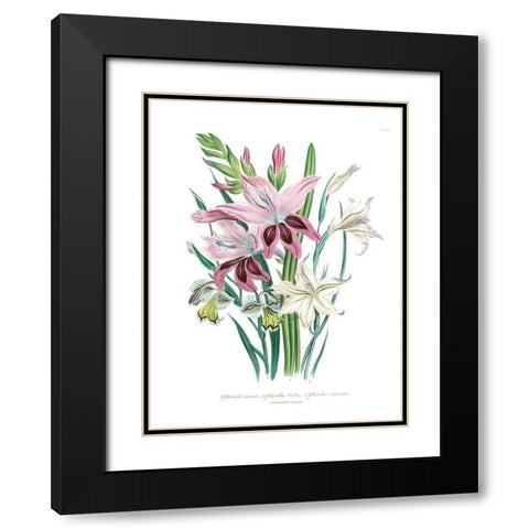 Lily Garden II Black Modern Wood Framed Art Print with Double Matting by Loudon, Jane